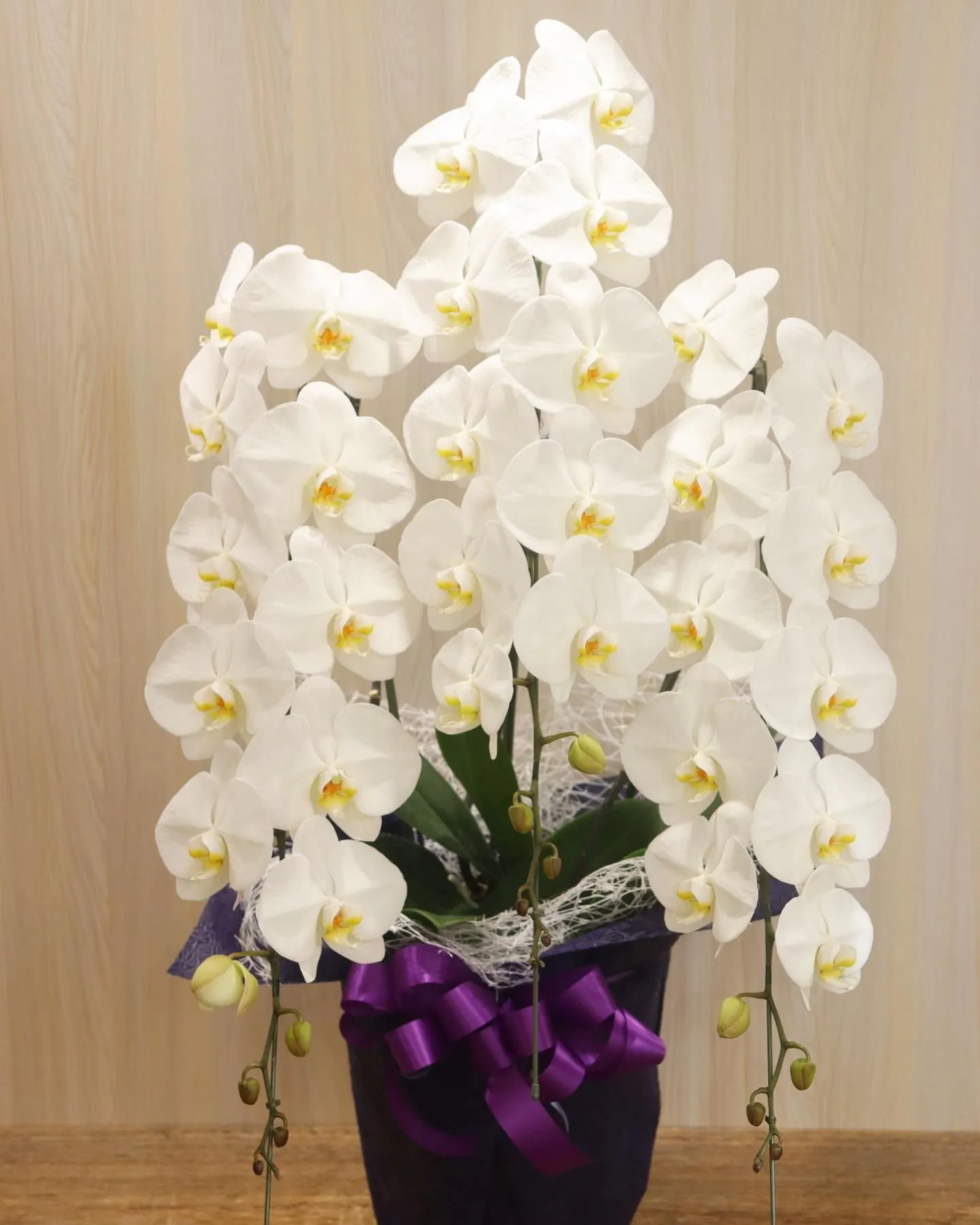 花言葉に「幸福が飛んでくる」がある胡蝶蘭はお祝いのお花にぴっ...
