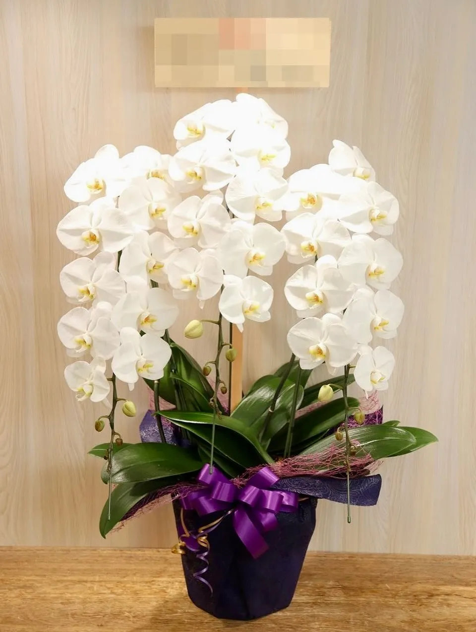 胡蝶蘭も取り扱いございます✨