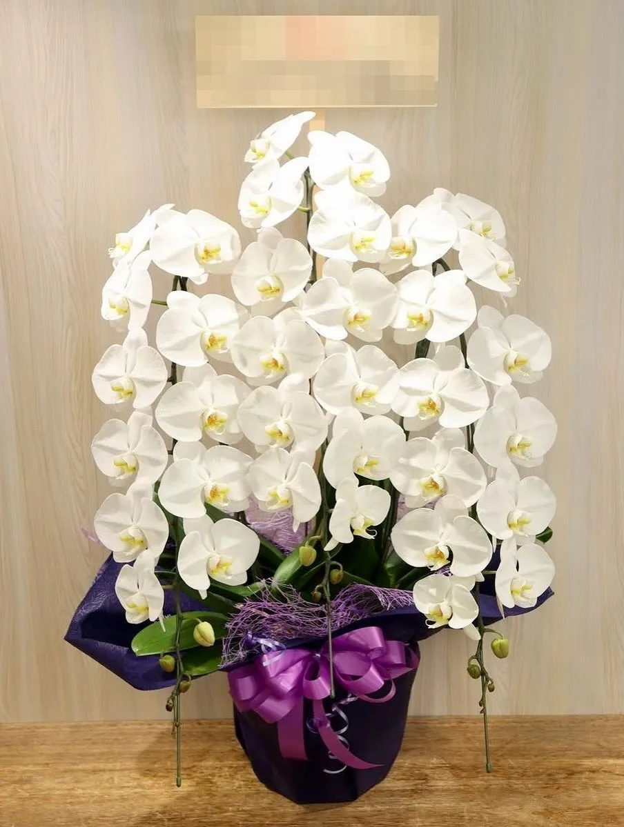 胡蝶蘭も取り扱いございます✨