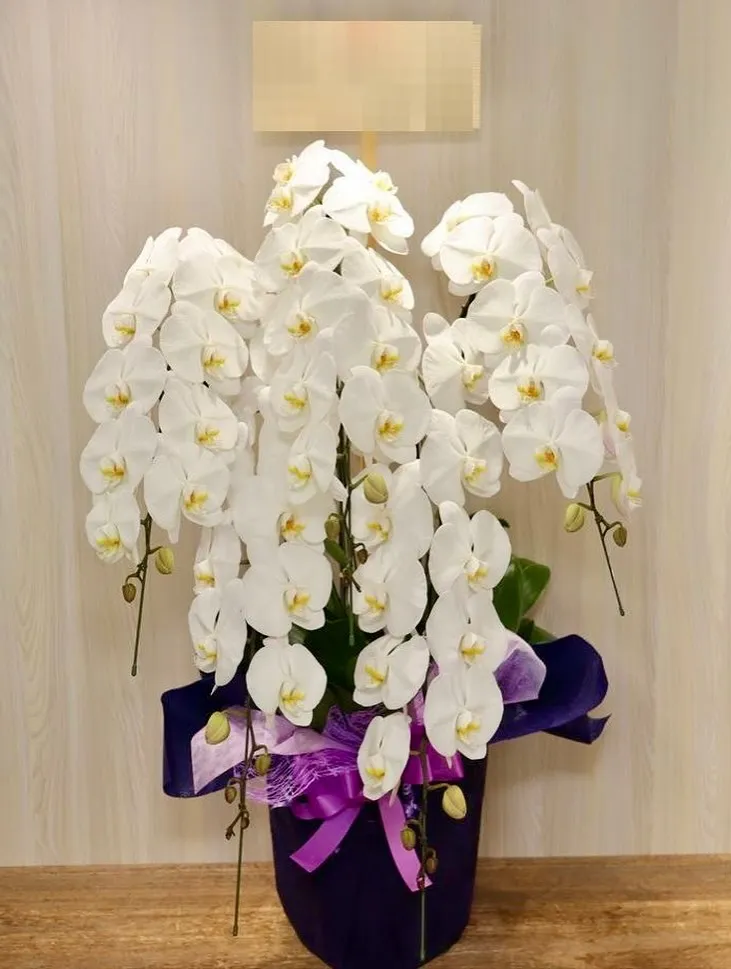 胡蝶蘭も取り扱いございます✨