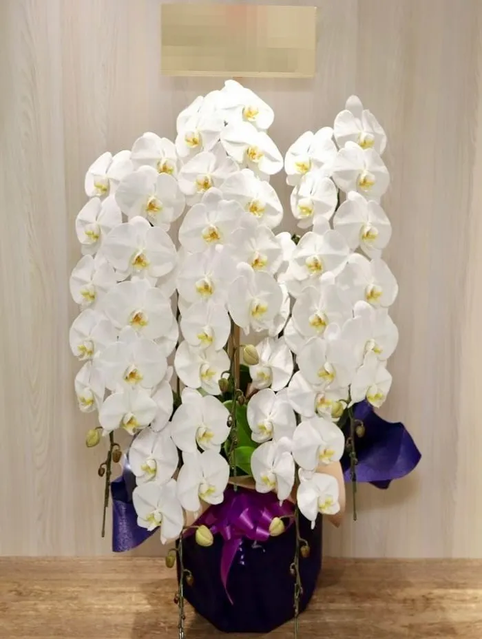 胡蝶蘭も取り扱いございます✨