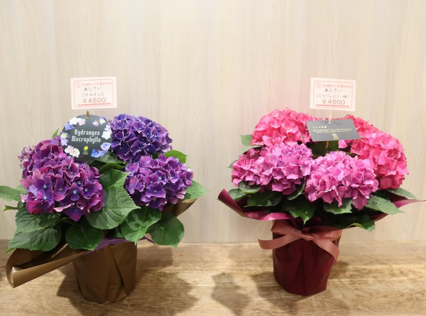 🌸母の日ギフトに！おしゃれな『あじさい鉢』が限定入荷しました...