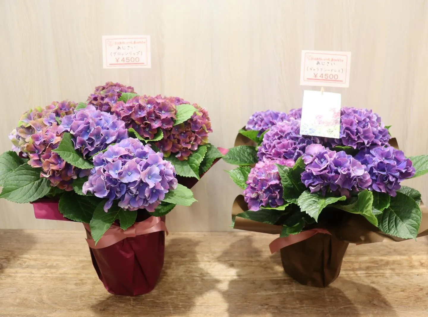 🌸母の日ギフトに！おしゃれな『あじさい鉢』が限定入荷しました...