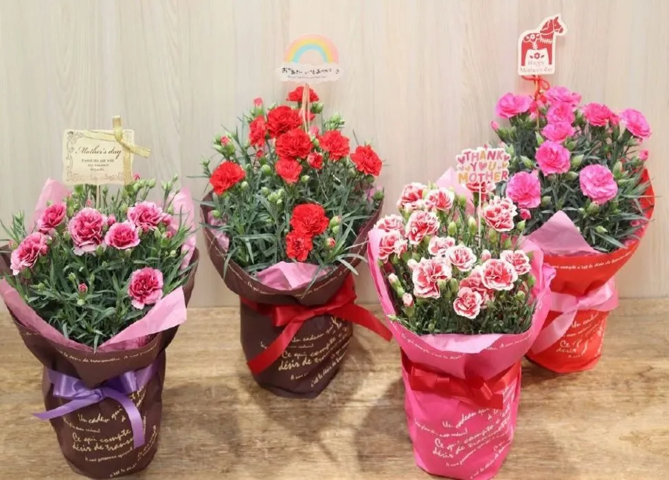 【母の日ギフト】王道のカーネーション鉢❤