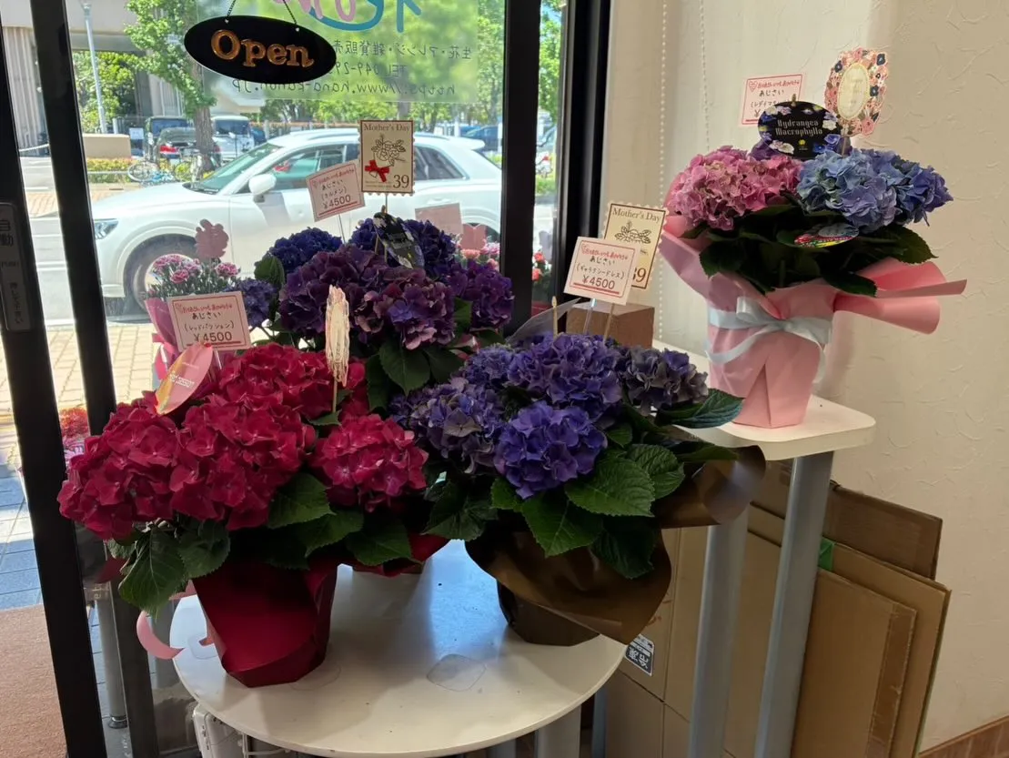 【母の日👩🏻】店頭の準備が早くも整いました！✨